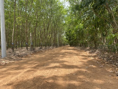 Đất Bình Long giá rẻ 1000m2 giá chỉ từ 179triệu sổ sẵn
