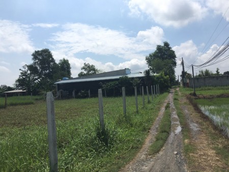 Chủ bán gấp lô đất 250m2 Ấp Bình Lợi Hòa Khánh Đông Giá 800 tr SHR