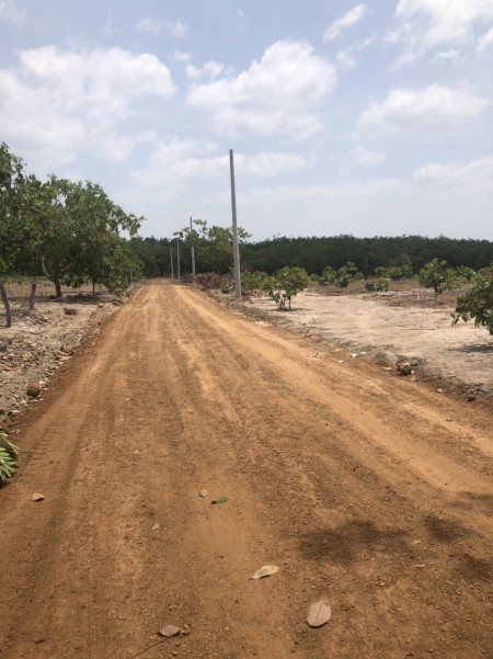 Bán đất vườn Dầu Tiếng giá rẻ 1000m2 sổ sẵn, chính chủ bao sang tên