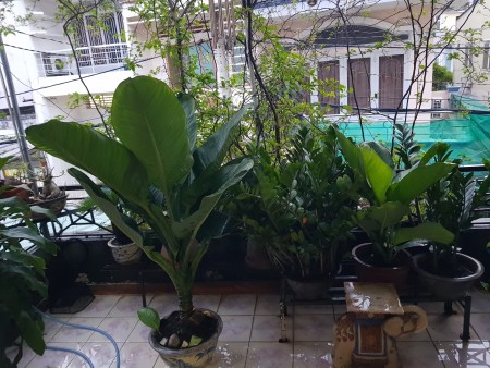 Cực rẻ. Trần Kế Xương, Phú Nhuận. HXH dt 73m2 nở hậu, chỉ 8 tỷ 8