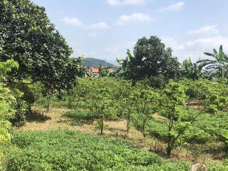 Cần nhường lại miếng đất 200m2 Tại Hoàng Giám Hoàng Tiến Chí Linh Hải Dương