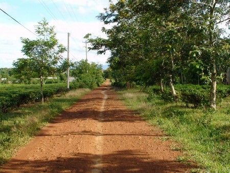 Bán đất Dầu Tiếng giá rẻ, gần lộ, điện nước có sẵn, diện tích 1000m2, sổ sẵn