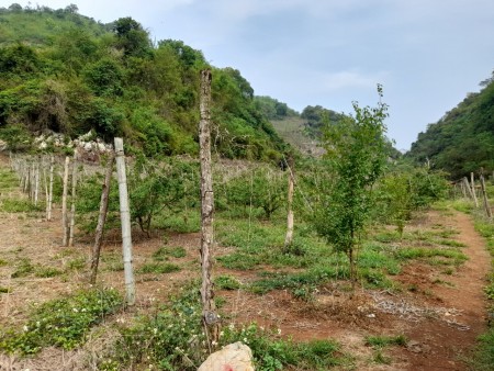 Bán nhanh lô 6000M2 – Đông Sang, Mộc Châu, Sơn La giá siêu xinh