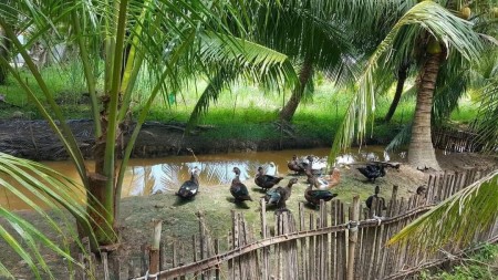 Thanh Lý Đất Ngộp Mùa Covid VI Đất Vườn Bình Long Bình Phước