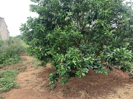 Bán đất Tân Lạc giá rẻ cho nhà đầu tư, giao thông thuận lợi