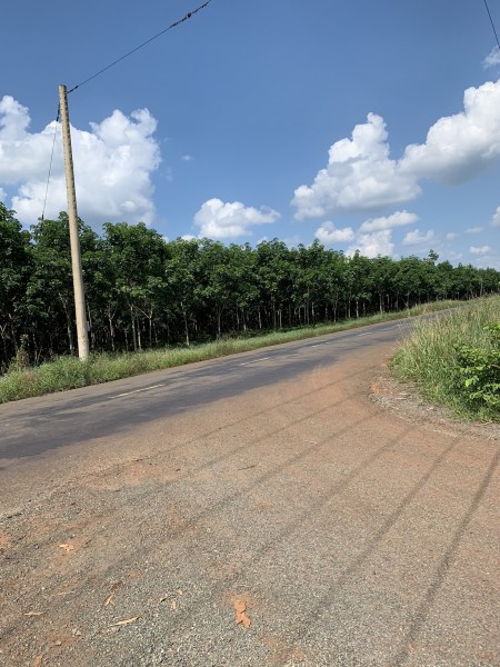 Đất Bình Phước giá rẻ có thổ cư 100m2 sổ sẵn, liên hệ 0336673147