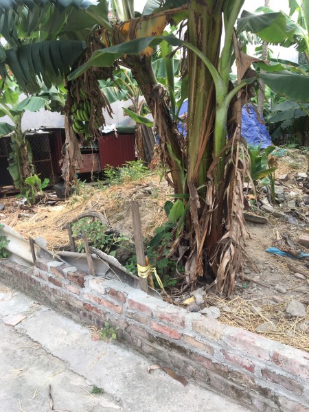 Cần trả tiền thuê mặt bằng mùa covid nên cần bán gấp mảnh đất tại bìa làng Xuân Bách đường 5m