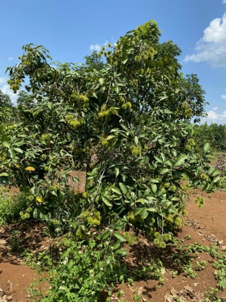 Đi đến slide 3