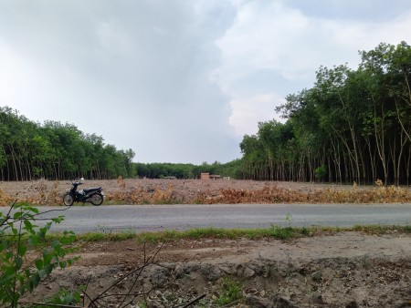 Bán rẻ 1 ha đất chính chủ ở Chơn Thành, sát mặt tiền Dt756, sổ hồng riêng 170 triệu/sào