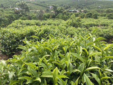 Chính chủ cần bán lô đất ngay trung tâm xã Lộc An, huyện Bảo Lâm