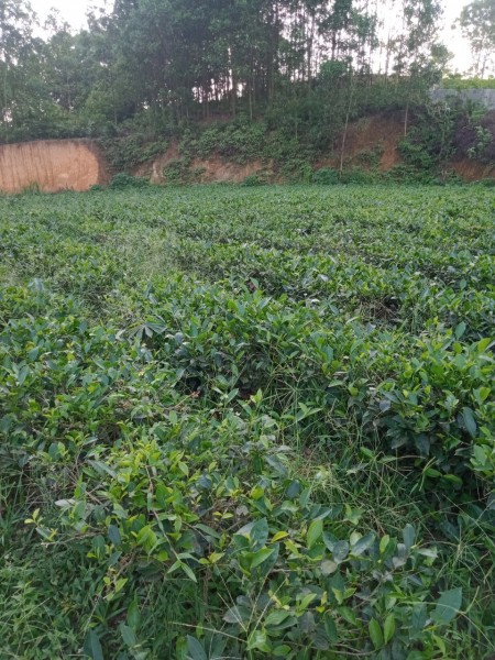 Bán đất tại xã Vô Tranh, Phú Lương, Thái Nguyên giá bán thoả thuận nhanh