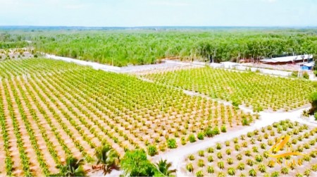 Chính chủ cần bán 13ha đất vườn đang trồng thanh long, cách sân bay Phan Thiết 4km