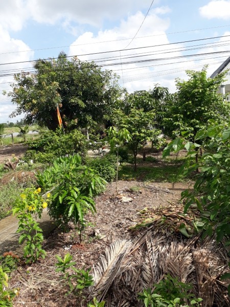 Cần bán gấp đất nền xã Lợi An huyện Trần Văn Thời, dt 300m2, giá 700 triệu