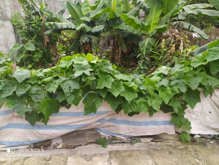 Cần bán đất đẹp DT 90m2 Xuân Bách Quang Tiến huyện Sóc Sơn Hà Nội