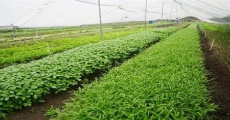 Sở hữu ngay không gian sống lý tưởng diện tích 550 -600m2