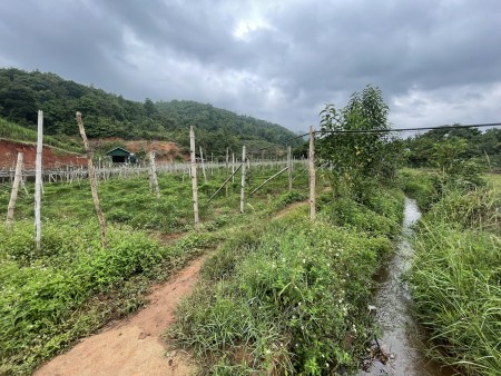 Bán đất làm Homestay Nghỉ Dưỡng Mộc Châu, lưng tựa núi, suối chảy quanh xuất sắc 0822356688