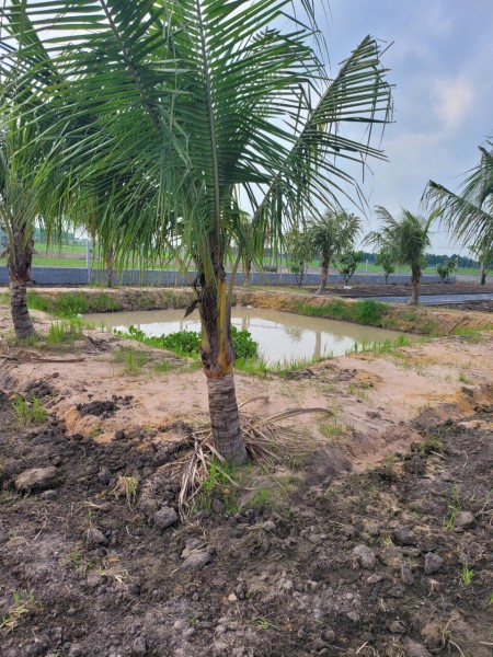 Chỉ 2.3 tỷ có ngay 1000m2 đất vườn tại Trung Lập Ha, Củ Chi