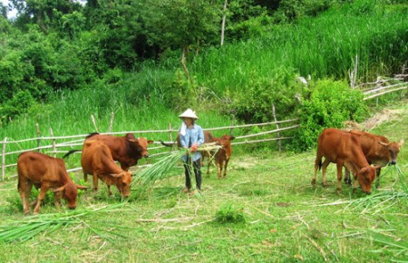 Bán đất đang làm trang trại chăn nuôi gần mặt tiền 786 huyện bến cầu Tây Ninh, giá rẻ. LH0931572806