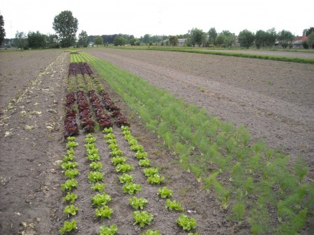 Đất sổ hồng gần Bến Cầu, Tây Ninh cần bán giá rẻ (93mx53m), thích hợp đầu tư, LH0931572806