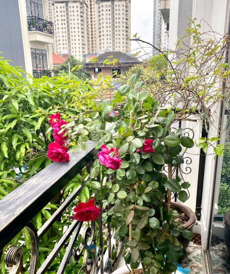 Bán gấp biệt thư, nhà liền kề đẹp nhất Văn Khê tặng nội thất nhập khẩu Đức giá 7.3 tỷ