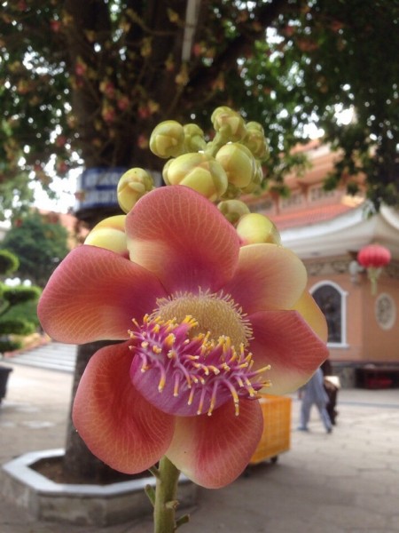 đỗ thị hồng phương