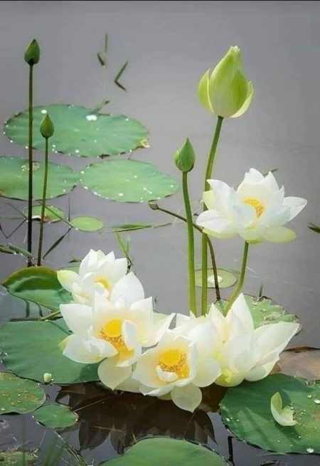 Trần Thanh