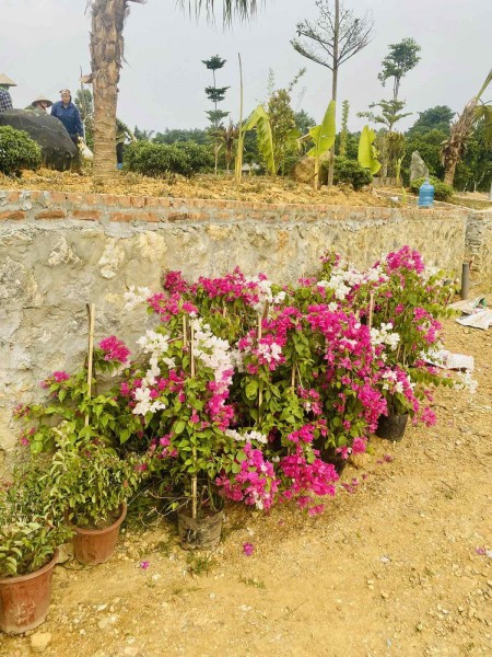 Đi đến slide 6