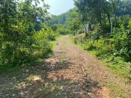 Chỉ hơn 1 tỉ đồng có ngay 3,5ha rừng sản xuất tại Kỳ Sơn công chứng được luôn trong ngày