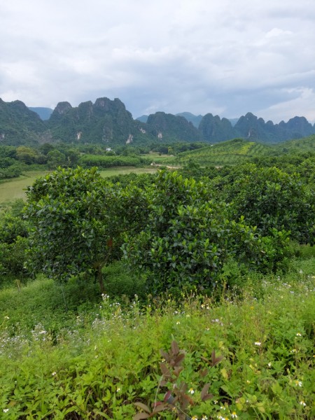 Bán trang trại, khu nghỉ dưỡng 4.3ha có nhà sẵn ở, full Mít Bưởi view núi đá, cánh đồng.