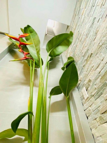 Bán Nhà Gò Vấp, hẻm xe hơi ra vào nguyên căn đẹp lung linh, dt 48m2, 2 tầng, giá rẻ
