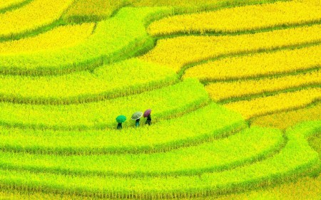 Cần bán lô đất có sổ đỏ tại Y Tý - Sapa2, giá bán thoả thuận, diện tích 532m2, có 70m2 thổ cư