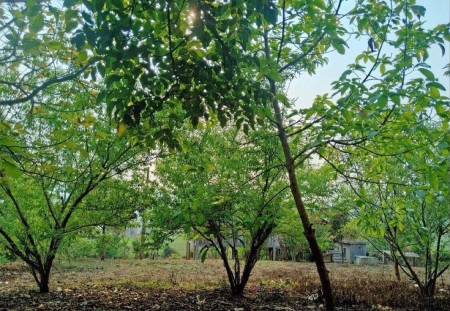 Đón đầu quy hoạch cao tốc Hòa Bình Sơn La bán đất Mộc Châu giá rẻ chính chủ