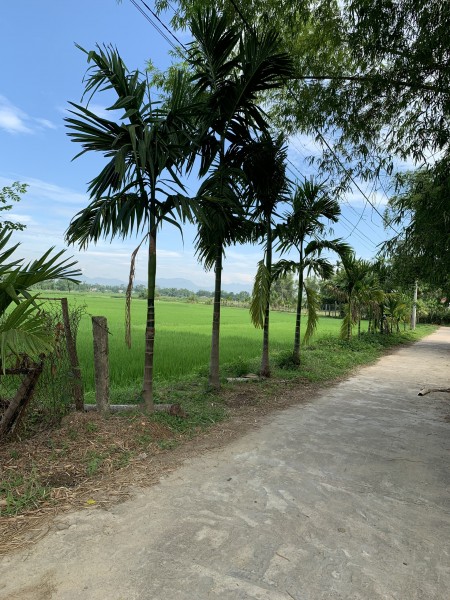 Đất nền điện bàn cần bán gấp để trang trải nợ view cánh đồng mát mẻ