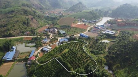 Thật dễ dàng để sở hữu ngay mảnh đất tuyệt đẹp tại Mộc Châu một Đà Lạt thu nhỏ của miền Bắc