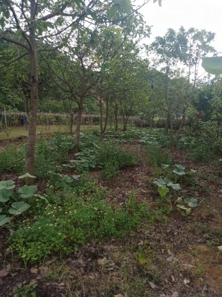 Bán đất Mộc Châu có sẵn nhà, thích hợp làm homestay, nhà vườn, trang trại nghỉ dưỡng