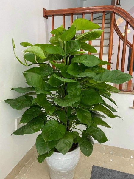 Đi đến slide 7
