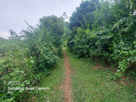 Cần bán 6000m đát rừng sản xuất tại Cao Phong - Hòa Bình, liên hệ 0833066663