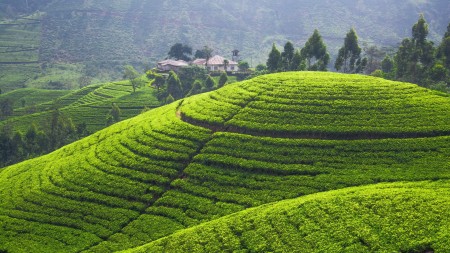 Cần bán nhanh giá cực rẻ thôn Mò Phú Chải,Y Tý, Bát Xát, Lào Cai, đã có trích đo có dấu của huyện
