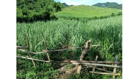 Hơn 300 triệu có ngay mảnh đất tại xã Mỹ Hòa tân lạc Hòa Bình với 1600m đất trồng cây hàng năm