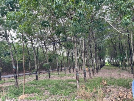 Đất Phước bình chính chủ ở đường Quốc Lộ 51, Xã Phước Bình, Huyện Long Thành, Đồng Nai