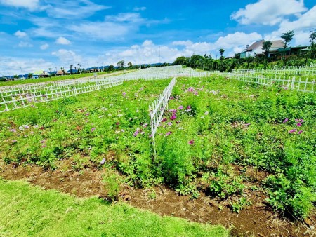 Đất Nền Thổ Cư Sổ Hồng tại Bảo Lâm, mặt tiền đường, thế đất bằng phẳng dễ xây dựng