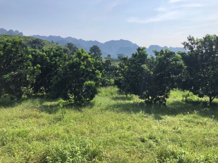 Chính chủ gửi bán 2768m2 nhà sàn, full Bưởi View thảo nguyên xanh bát ngát bao la