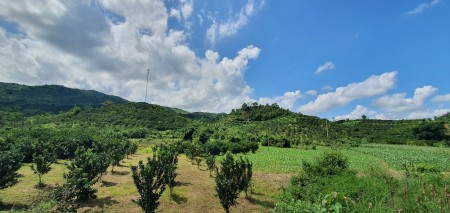 Bán nhanh hơn 1ha có 800m thổ cư, 2900m đất vườn, bám quốc lộ 12B hơn 100m, pháp lí chuẩn