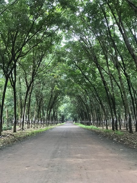 Bán đất Phước Long giá rẻ bất ngờ, xung quanh dân cư đông đúc, giá tốt đầu tư, lhcc