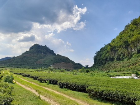 Siêu phẩm đồi chè trái tim Mộc Châu- Đầu tư sinh lời sau giãn cách
