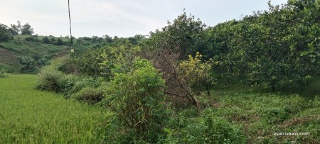 Bán lô đất diện tích 5558m2, full vườn cây ăn quả cực rẻ có tại Cao Phong, Hoà Bình