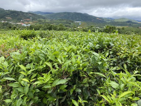 Đi đến slide 2