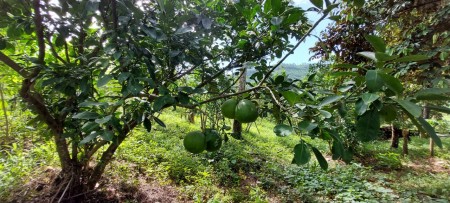 Bán trang trại tặng vườn trái cây giá hấp dẫn giá bán chỉ 5.1 tỷ diện tích sử dụng 10,000m2