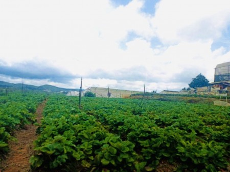 Cần bán diện tích 4.300m2 đất vườn, xe hơi tận nơi phường 7 Đà Lạt giá bán 7.5 triệu/m2