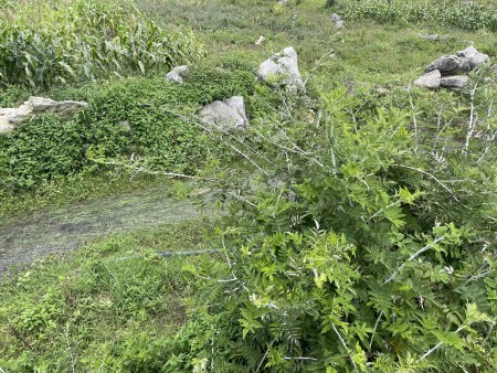 Bán lô đất trung tâm Thị Trấn Nông Trường Mộc Châu thích hợp làm kinh doanh du lịch